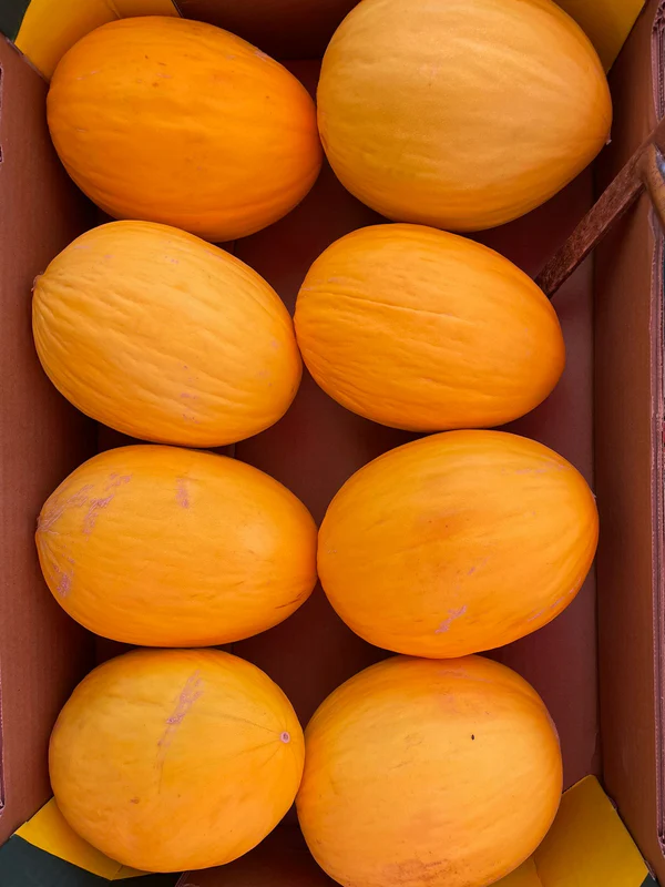 Honeydew Melon Honeydew Melon - Image 1